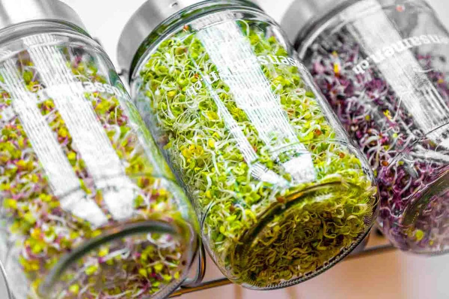 1700 ml Sprossenglas – Frische Energie aus deiner Küche 🌱