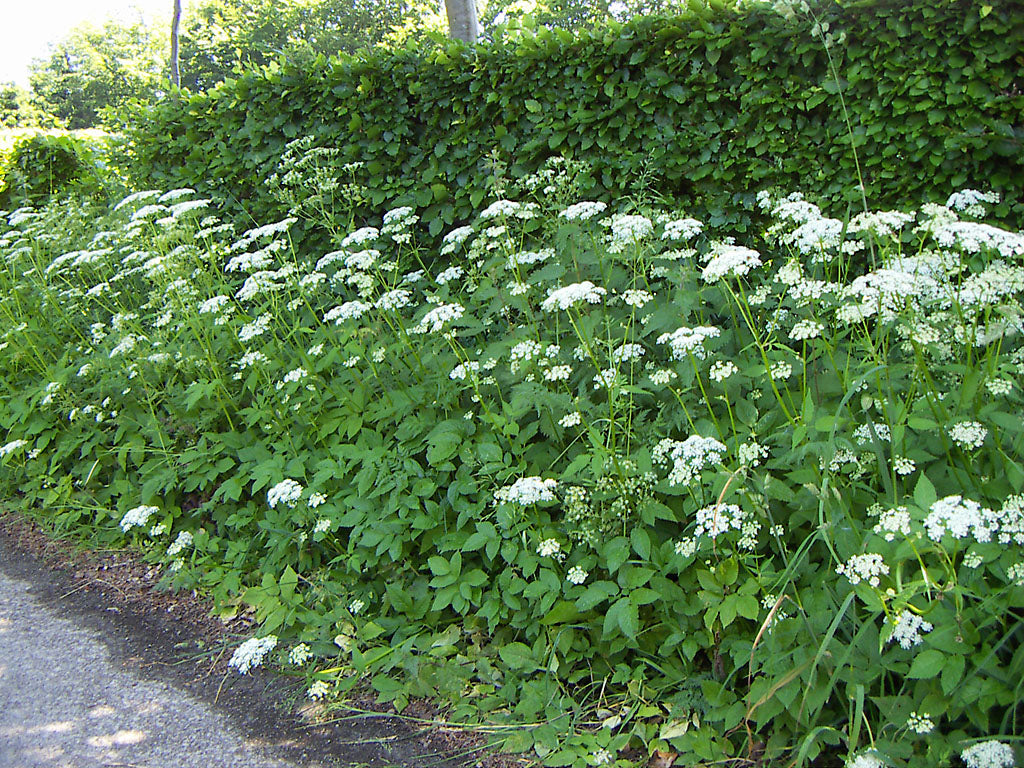 Wildpflanzen-Herbst-Spaziergang – Samstag, 31. Oktober 2026