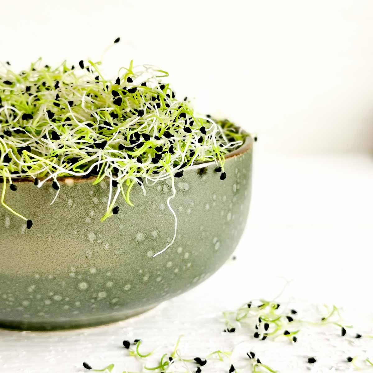 Sprossen selber ziehen - Workshop am 21. Februar 2026 in Zürich