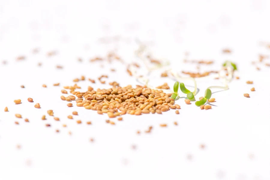 Alfalfa Sprossensamen BIO 250 gr.