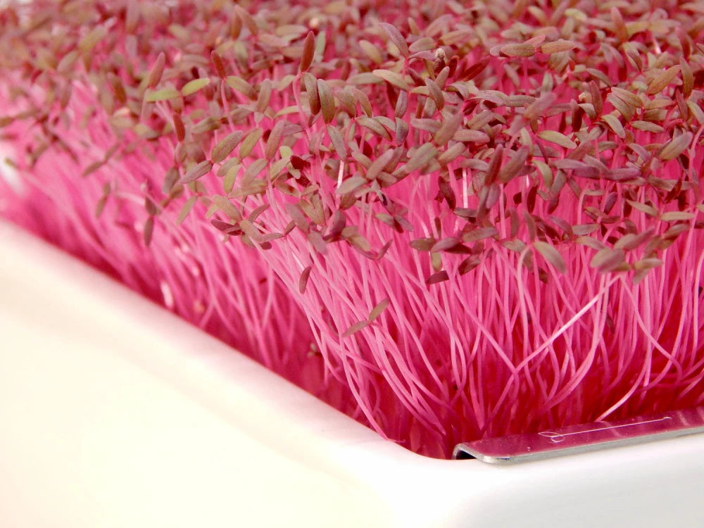 Bio-Amaranth Saatpads – Farbenfrohe Pflanzenkraft für besondere Genussmomente