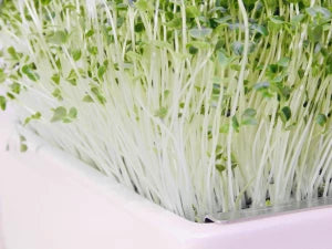 Bio-Grünkohl Saatpads – Das heimische Superfood in seiner kraftvollsten Form