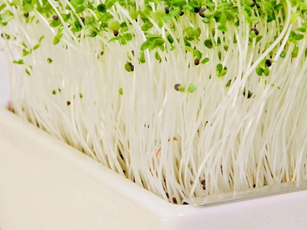 Bio-Pak Choi Saatpads – Asiatische Pflanzenkraft für deine Küche