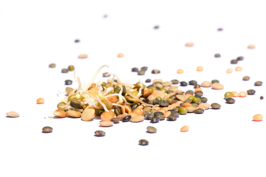 Protein-Mix-1-BIO Sprossensamen 500 gr.