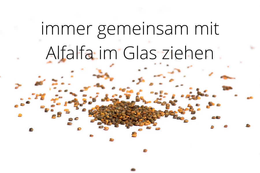 Rucola Bio Sprossensamen 250 g