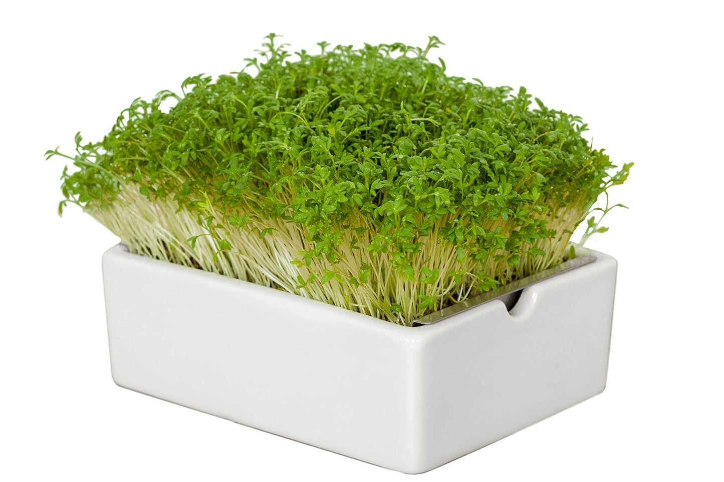 Bio-Gartenkresse Saatpads – Die würzige Klassikerin voller Lebenskraft