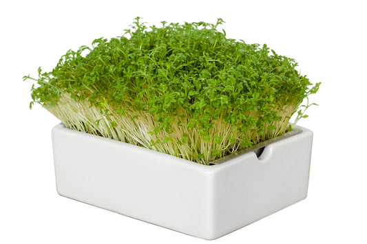 Bio-Gartenkresse Saatpads – Die würzige Klassikerin voller Lebenskraft