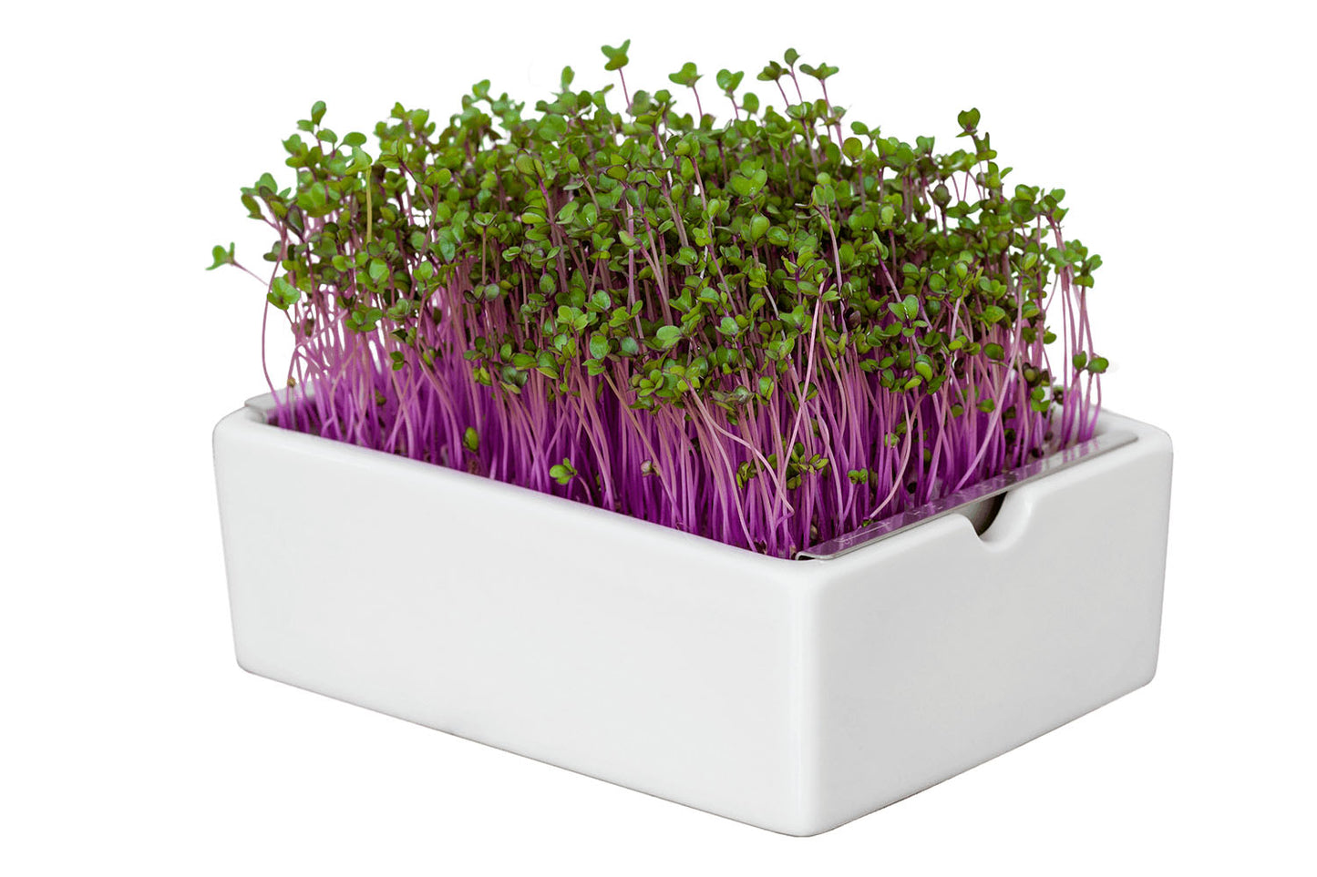 Bio-Rotkohl Saatpads – Violette Pflanzenkraft für deine Gesundheit
