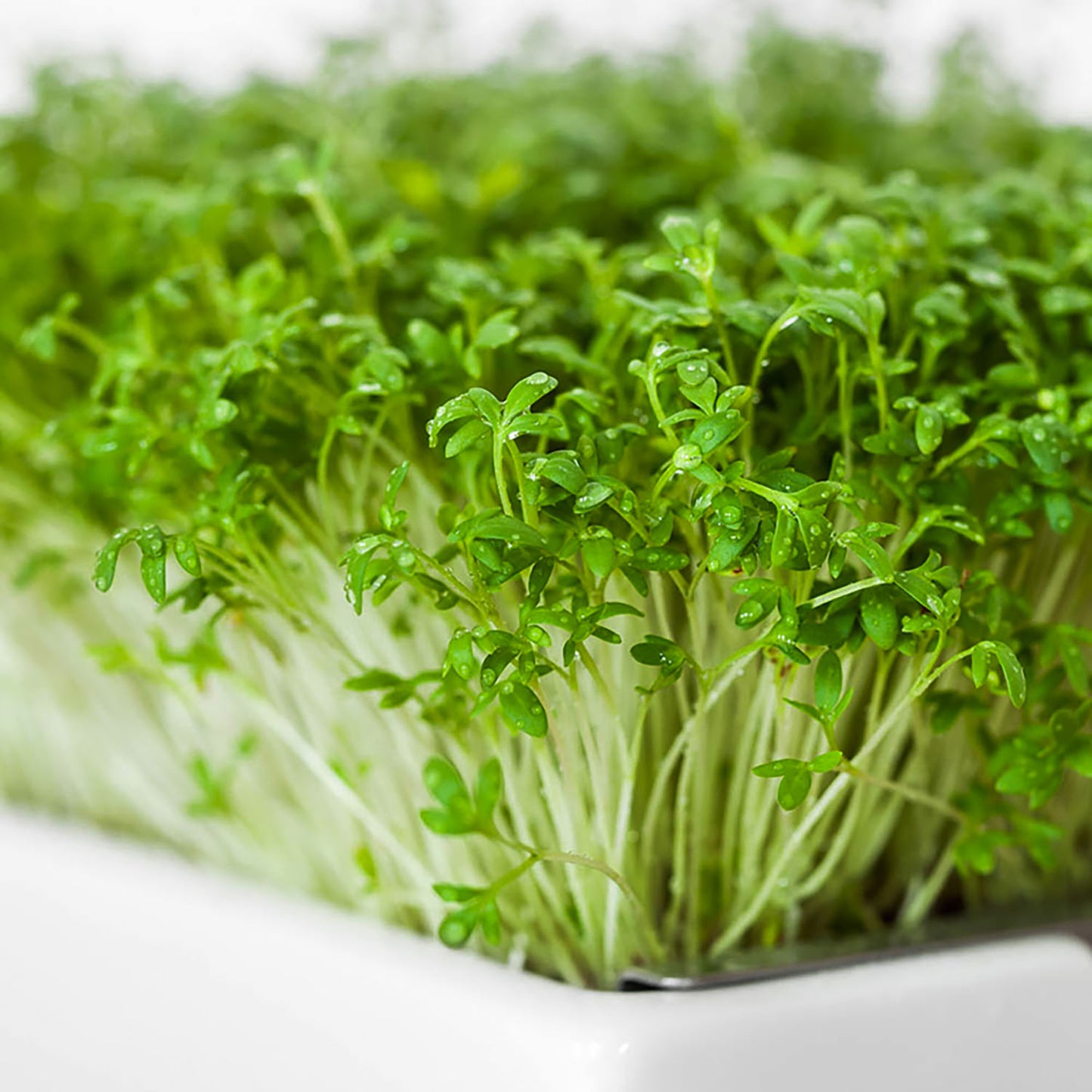 Bio-Gartenkresse Saatpads – Die würzige Klassikerin voller Lebenskraft