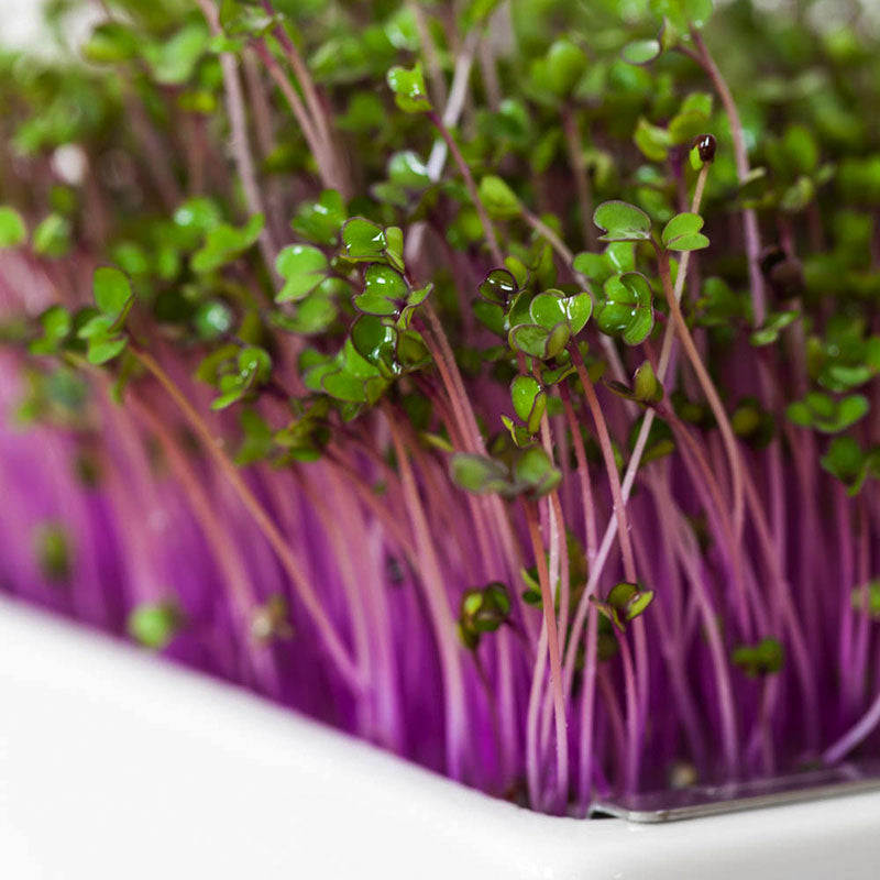 Bio-Rotkohl Saatpads – Violette Pflanzenkraft für deine Gesundheit
