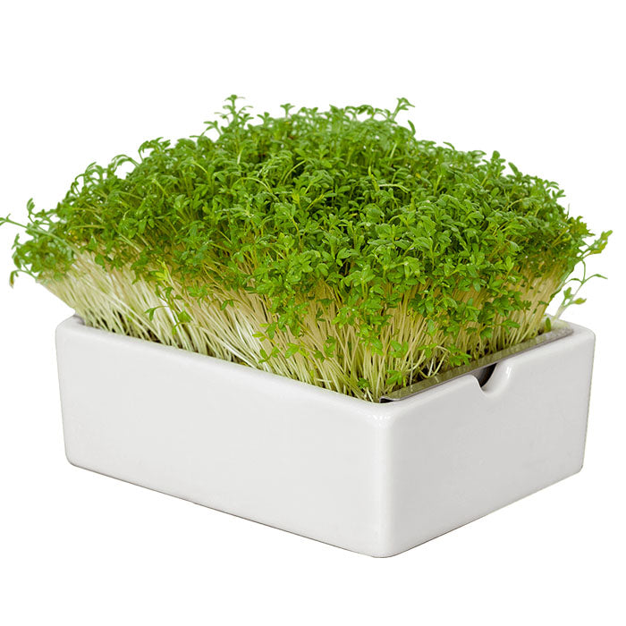 Anzuchtschale Heimgart Microgreens Starter-Kit