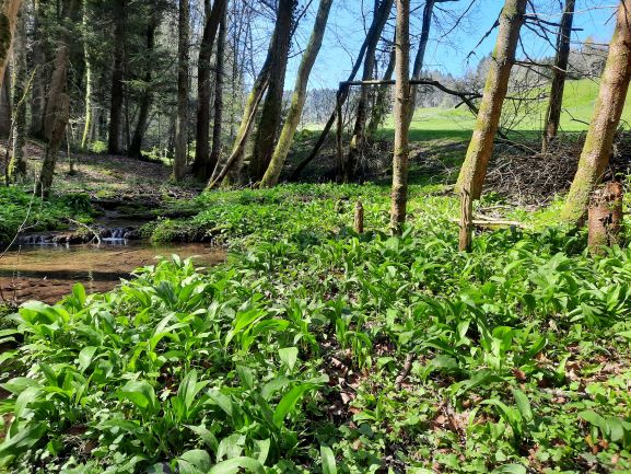 Wildpflanzen Spaziergang 2026 - Sonntag, 3. Mai 2026