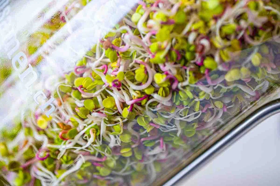 3100 ml. Glas für Sprossen gross - für noch mehr gesunde Sprossen