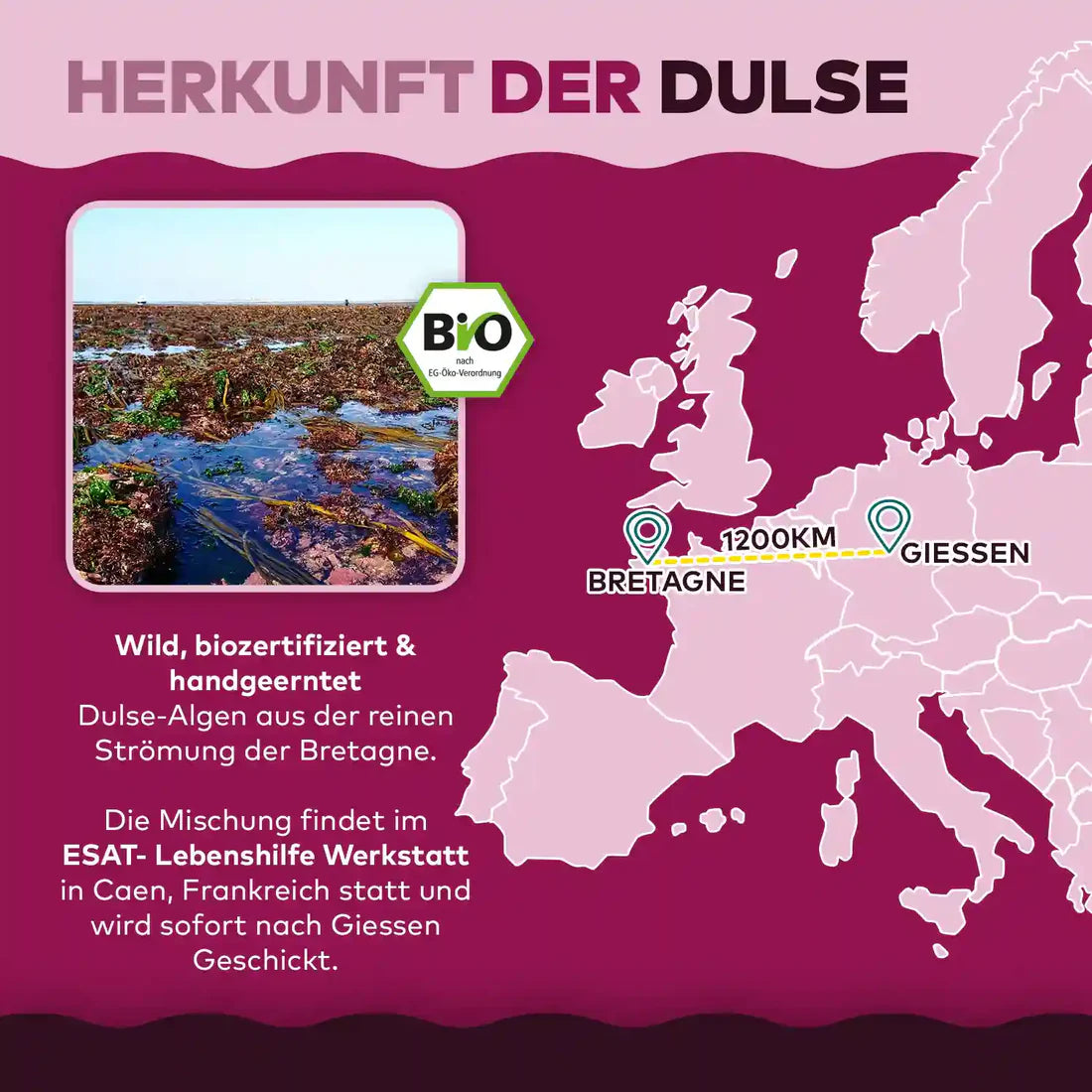 Dulse-Algen Pulver aus der Bretagne 100 gr.