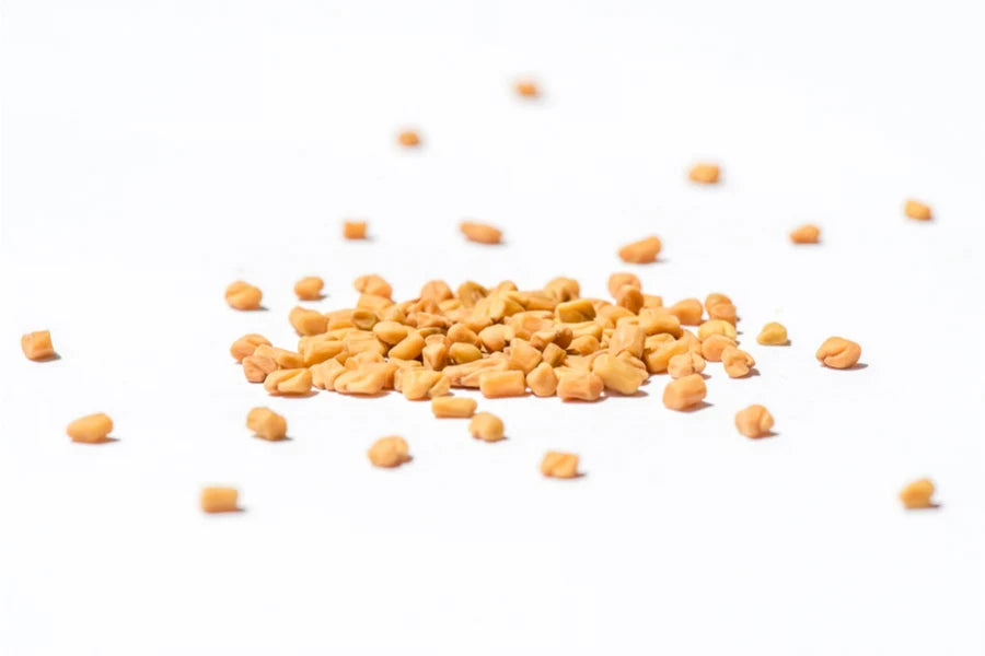 Bockshornklee Sprossensamen BIO 250 gr.