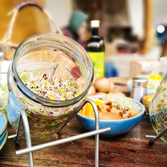 Sprossen selber ziehen - Workshop am 21. Februar 2026 in Zürich