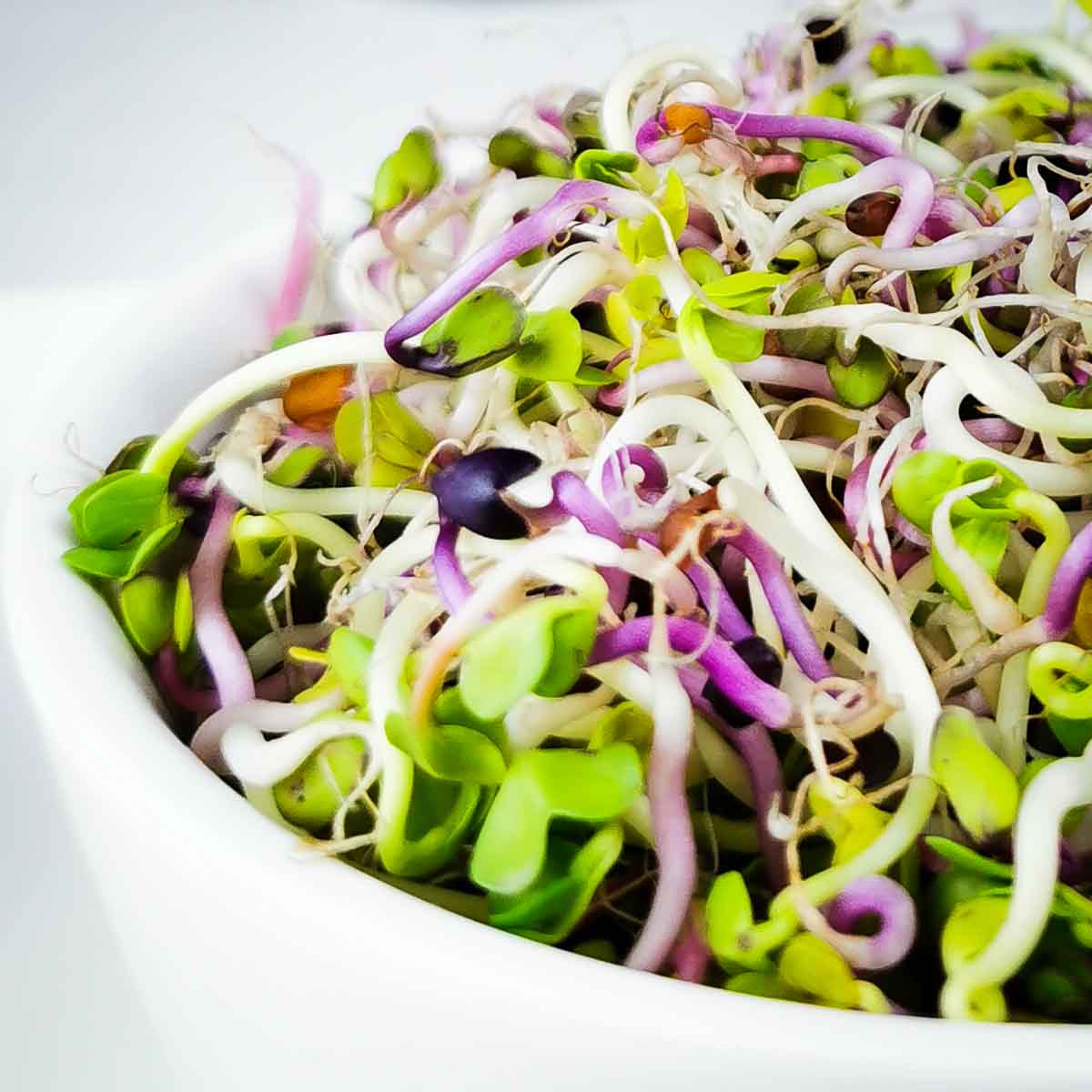 Sprossen selber ziehen - Workshop am 25. April 2026 in Zürich