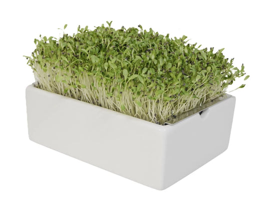 Bio-Alfalfa Saatpads – Der Klassiker für frische Lebenskraft
