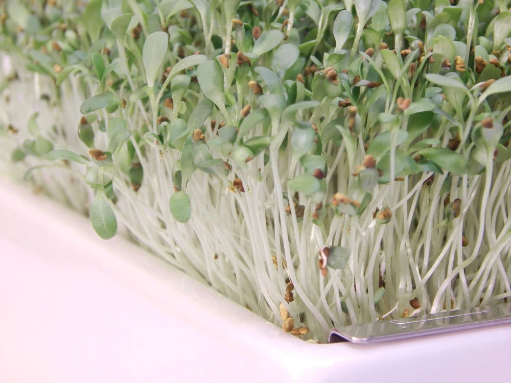 Bio-Alfalfa Saatpads – Der Klassiker für frische Lebenskraft