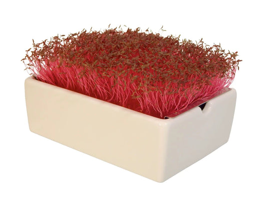 Bio-Amaranth Saatpads – Farbenfrohe Pflanzenkraft für besondere Genussmomente