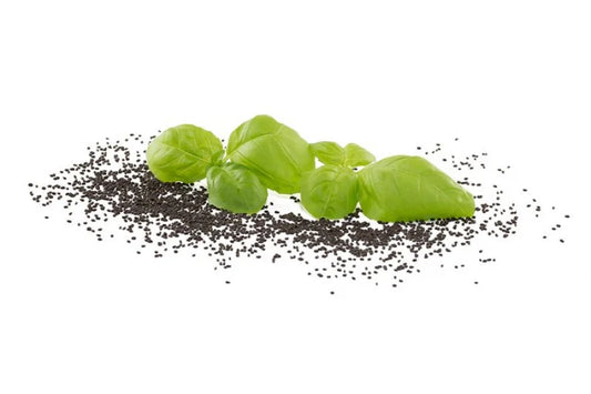 Basilikum grün Sprossensamen BIO 100 gr. 🌿