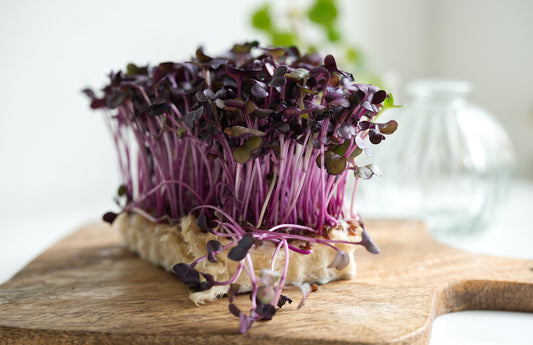 Sprossen & Microgreen Workshop Freitag, 29. Mai 2026