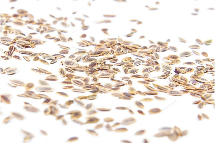 Dill Sprossensamen Bio 50 g