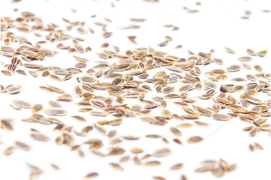 Dill Sprossensamen Bio 50 g