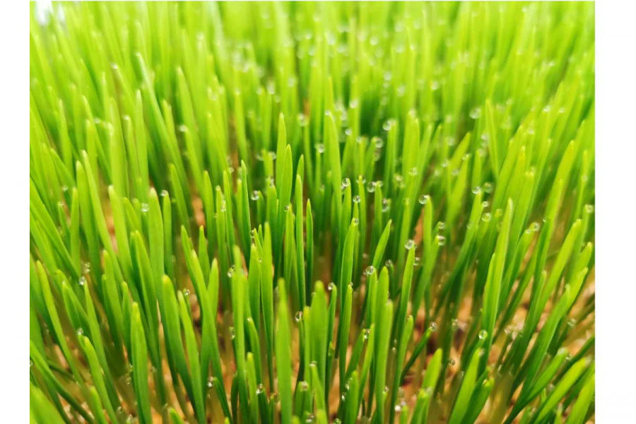 Gerste BIO Sprossensamen – mild, nahrhaft & stärkend 500 gr.