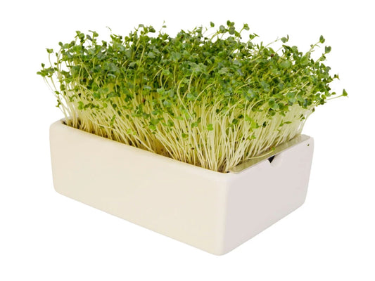 Bio-Grünkohl Saatpads – Das heimische Superfood in seiner kraftvollsten Form