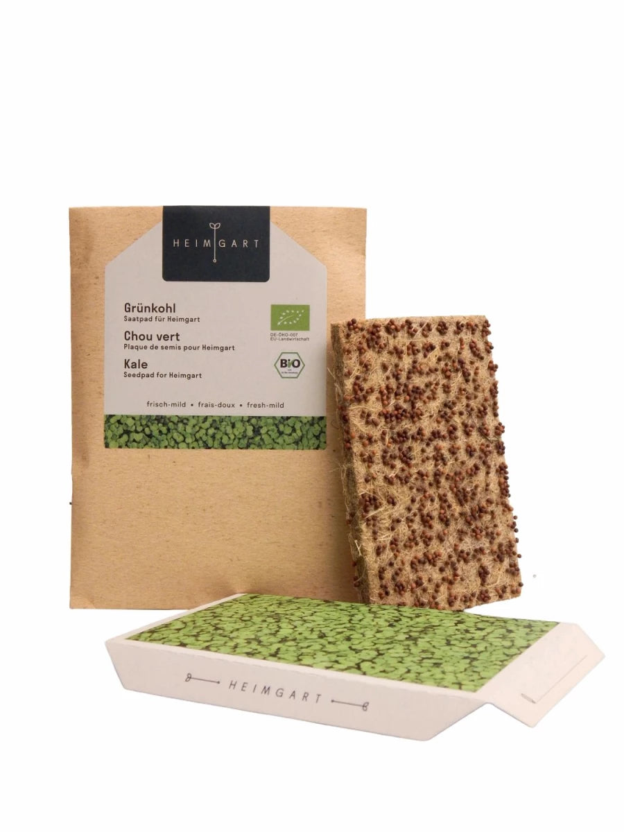 Bio-Grünkohl Saatpads – Das heimische Superfood in seiner kraftvollsten Form