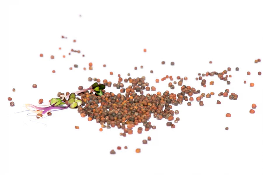 Kohlrabi Bio Sprossensamen 250 gr.