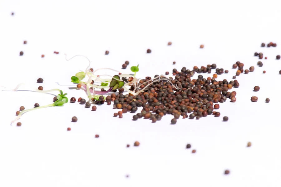 Power-Mix-BIO Sprossensamen 250 gr.