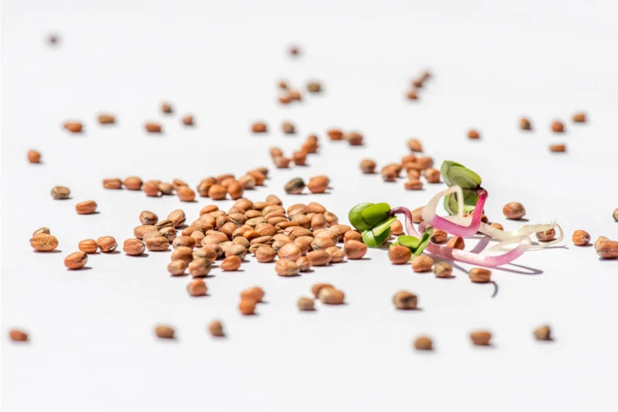 Radiesli Bio Sprossensamen 250 gr.