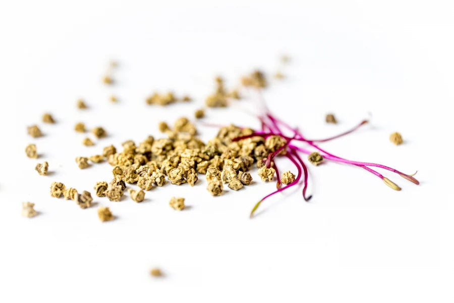 Randen/Rote Beete Bio Sprossensamen 100 gr.