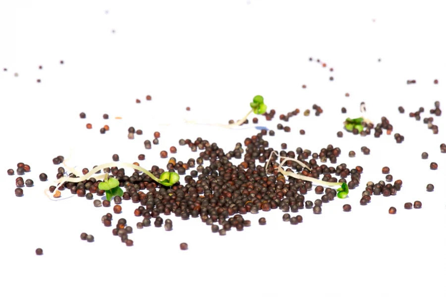 Raps Bio Sprossensamen 250 gr.