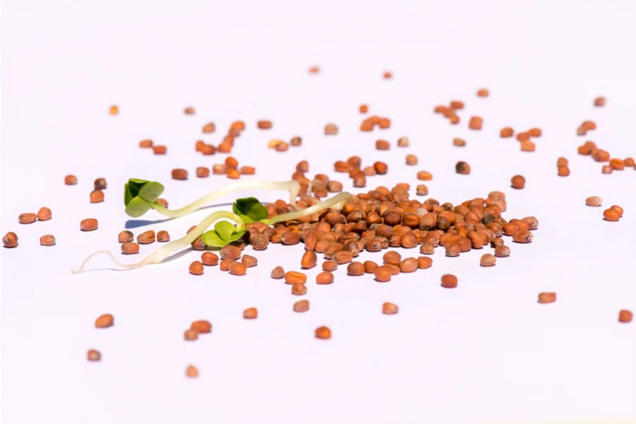 Rettich grün Bio Sprossensamen 250 gr.