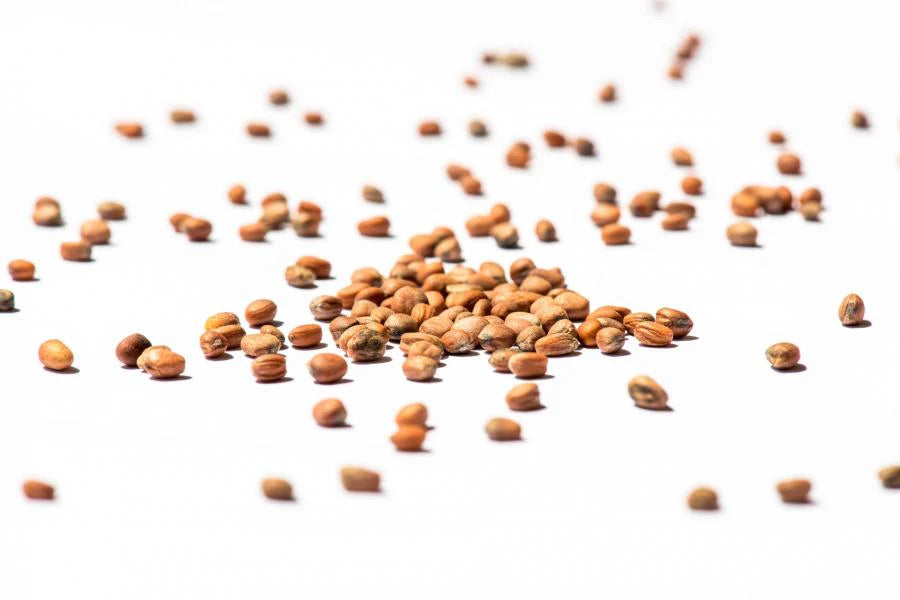 Rettich-Mix-BIO Sprossensamen 250 gr.