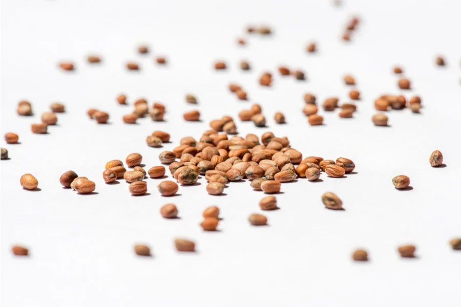 Rettich violette BIO Sprossensamen 250 gr.