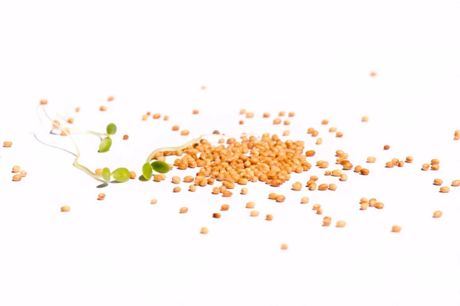 Rosenklee BIO Sprossensamen 250 gr.