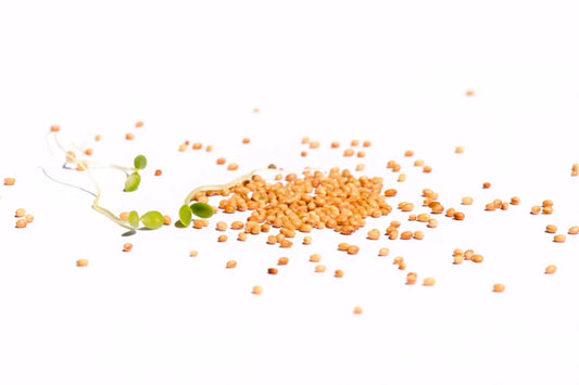 Rosenklee BIO Sprossensamen 250 gr.