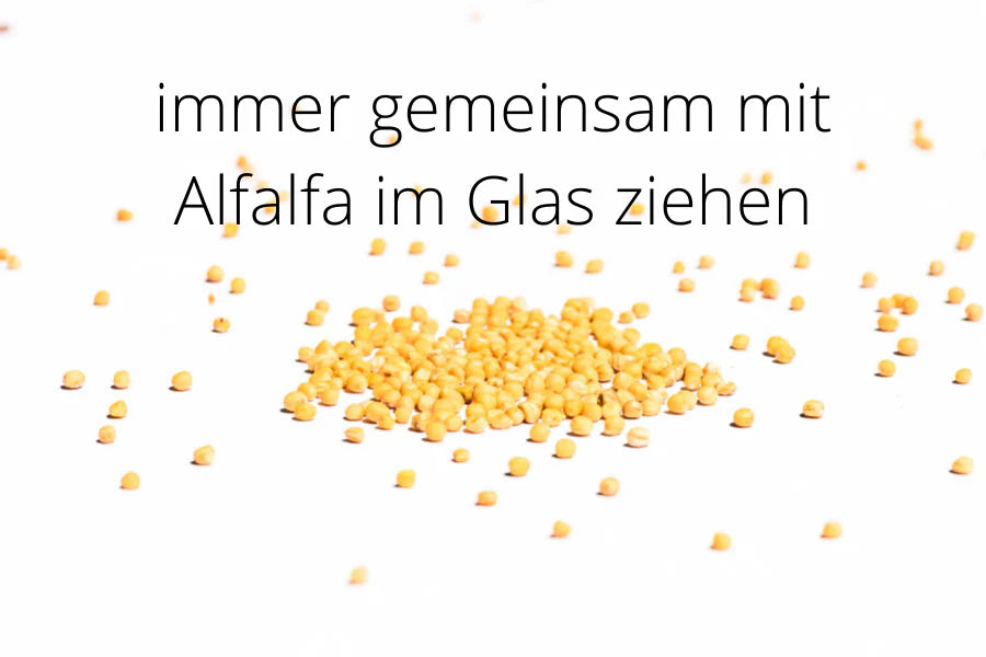 Senf weiss Bio Sprossensamen 250 g