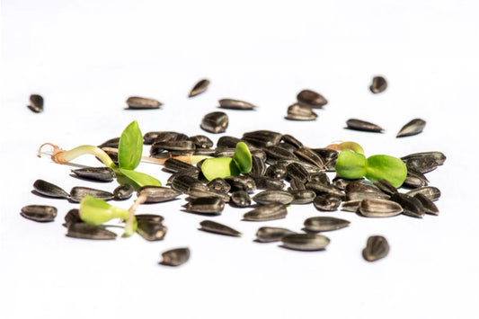 Sonnenblumen BIO Samensprossen 350 gr.