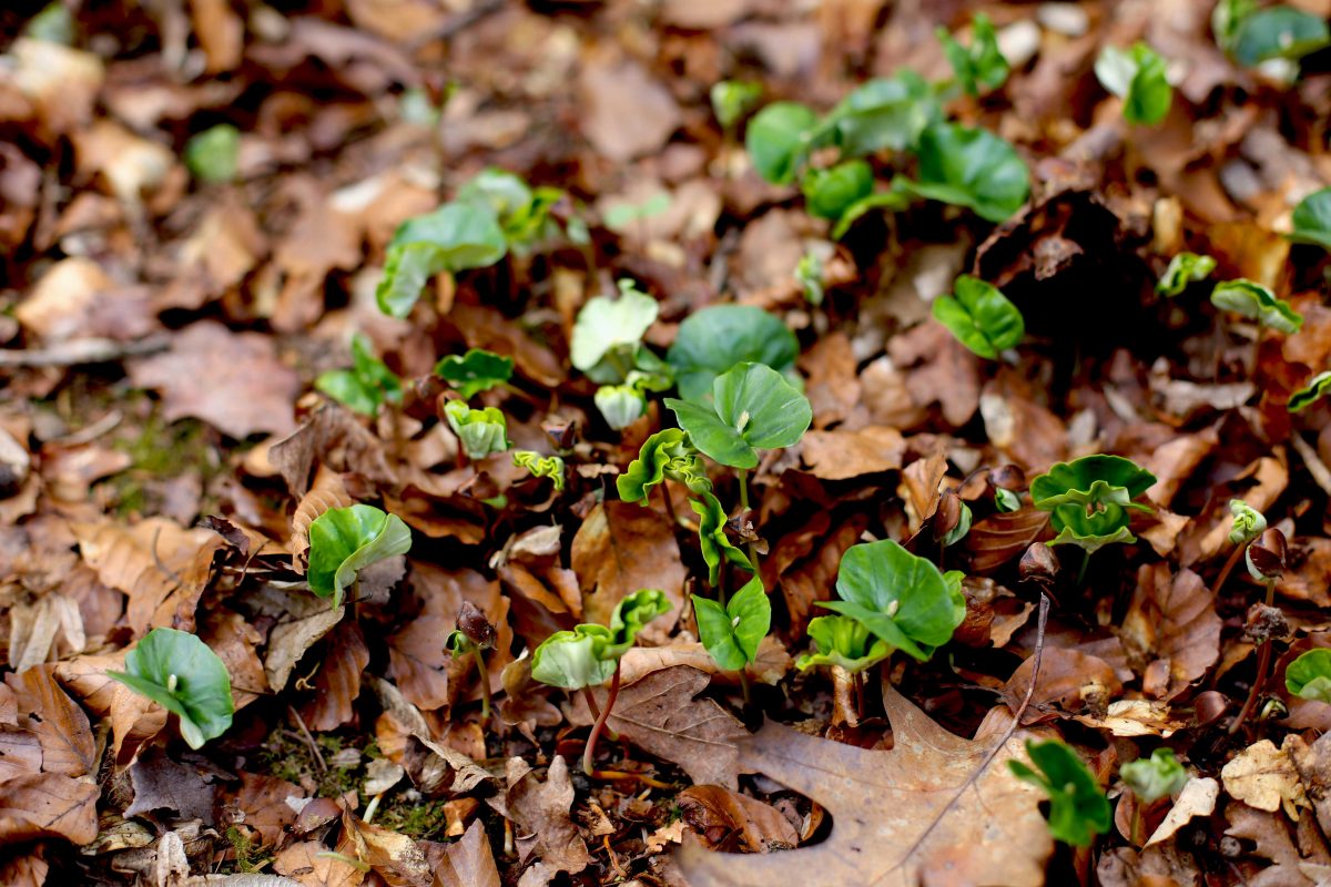 Wildpflanzen Spaziergang 2026 - Sonntag, 3. Mai 2026