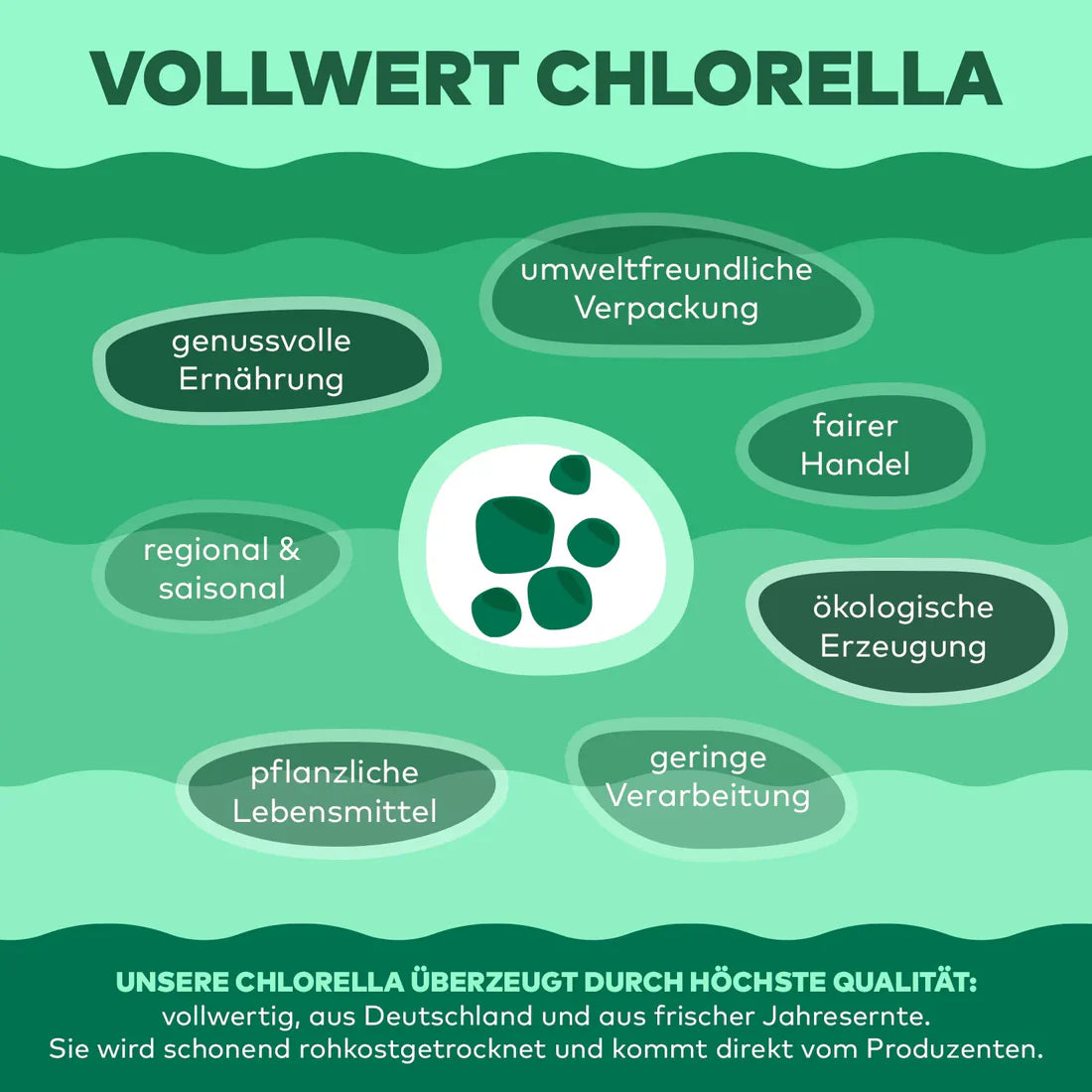 Chlorella Algenpulver aus Deutschland 100 gr.
