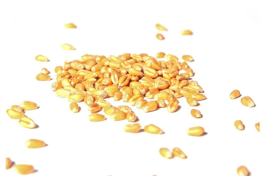 Weizen Samen Bio 500 gr.